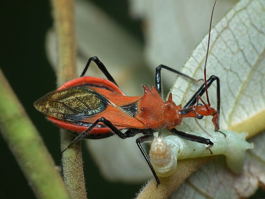 Te 10 robaków znalezionych w Missouri sprawi, że ciarki przejdą ci po plecach, brzydkie owady Tapeta HD