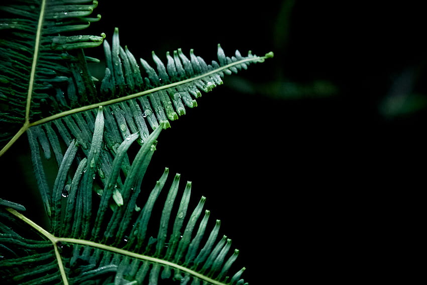 3051839 dew, fern, green, leaf, nature, plant, wet, green fern leaf HD wallpaper