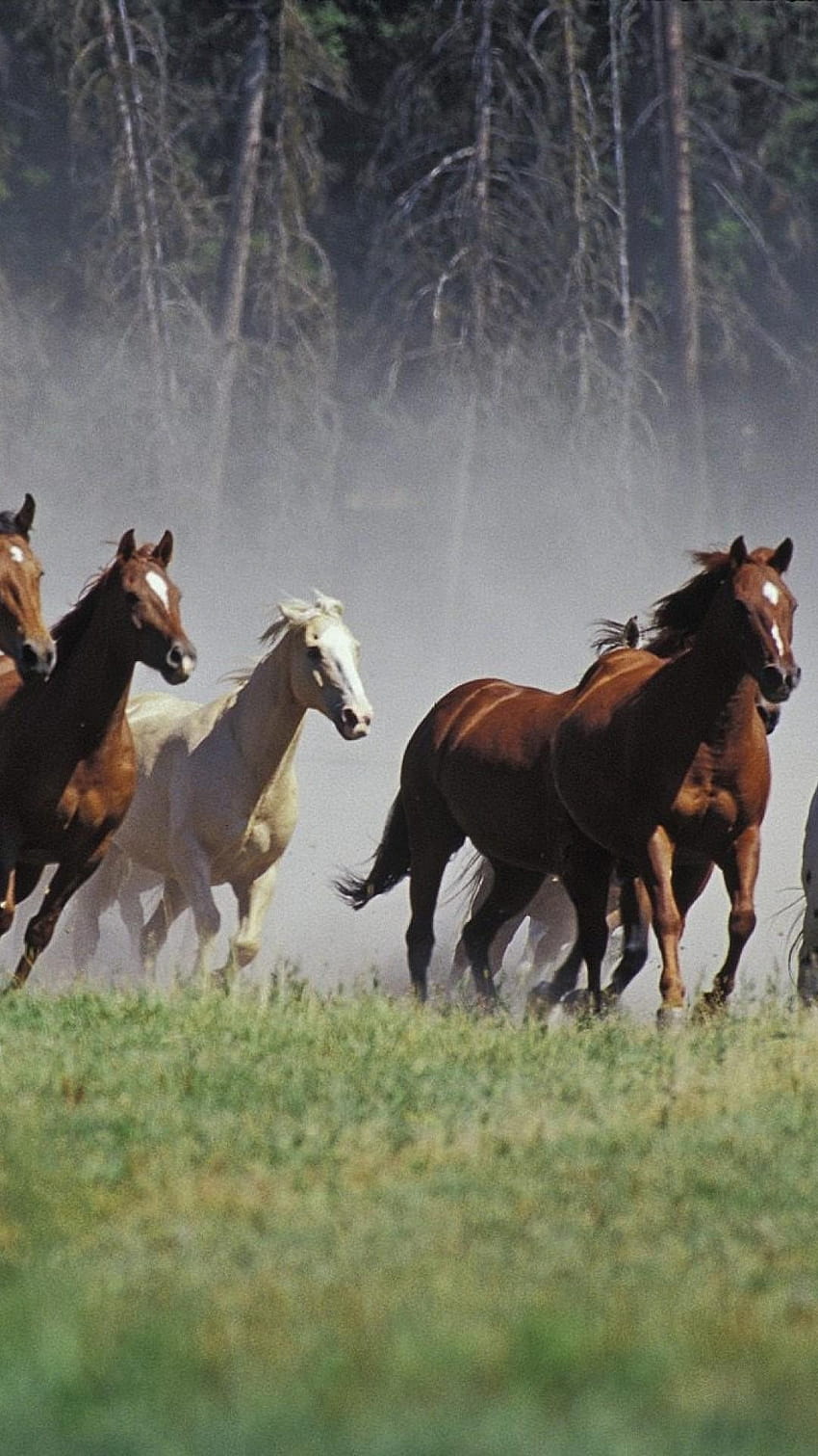 Seven Running Horses iPhone 6 / 6S Plus, cellulare da 7 cavalli da corsa Sfondo del telefono HD