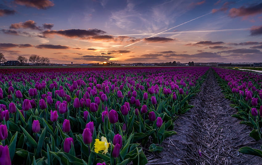 2997x1892 Purple Tulips, Field, Path, Sunset, tulips field at sunset HD wallpaper