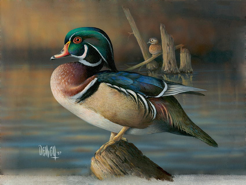 6 Wood Duck HD wallpaper