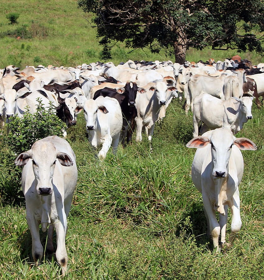 : gado, vaca, animal, mamífero, fazenda, pasto, rural, fazenda de gado leiteiro iphone Papel de parede de celular HD