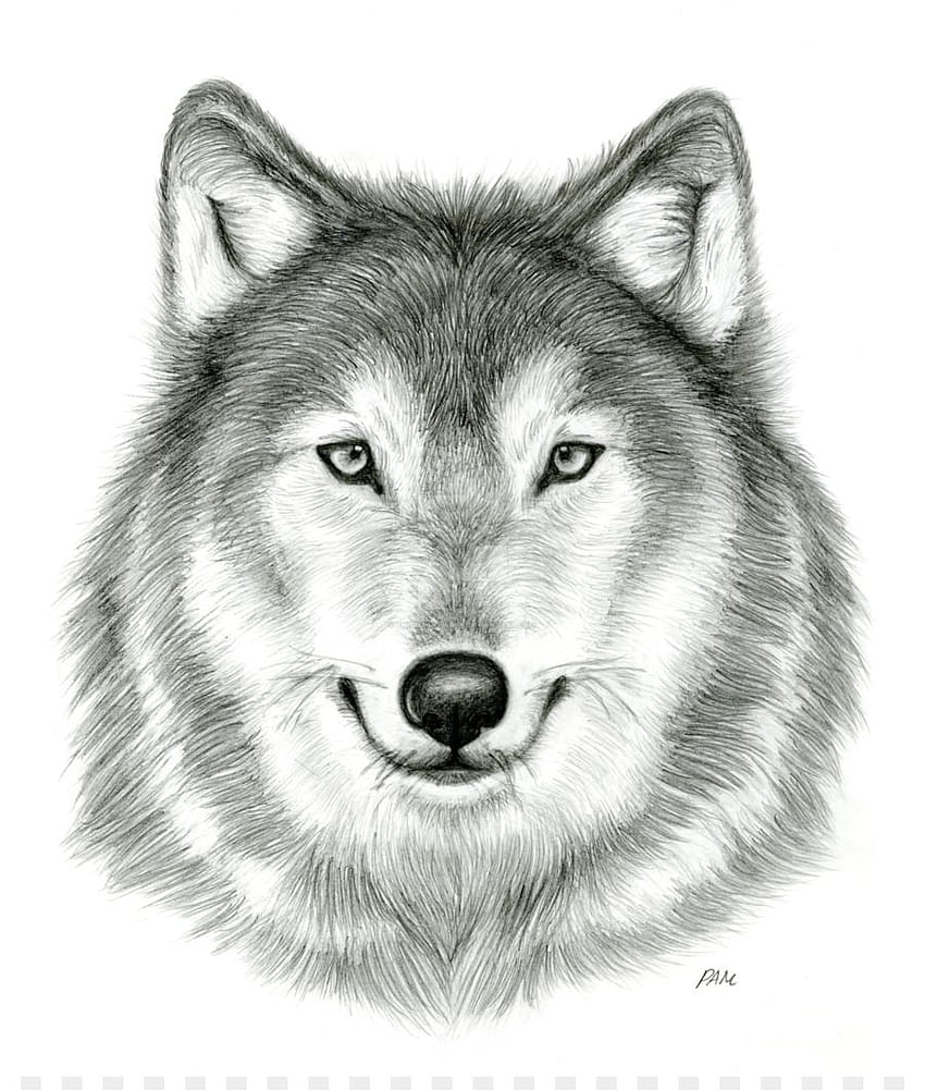 Gray Wolf Drawing Deviantart Pencil Sketch Wolf Provided, wolf pencil drawings HD phone wallpaper