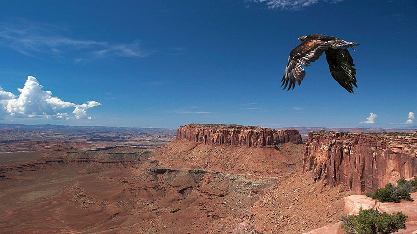 Full grand canyon eagle desert, Backgrounds, grand canyon backgrounds HD wallpaper