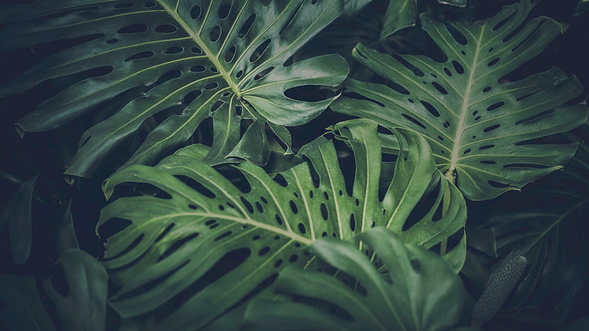 leaves, Green, Nature, Philodendron / and Mobile & HD wallpaper