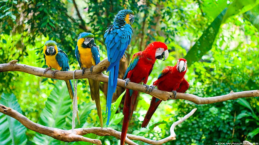 For > Blue Macaw Parrot HD 월페이퍼
