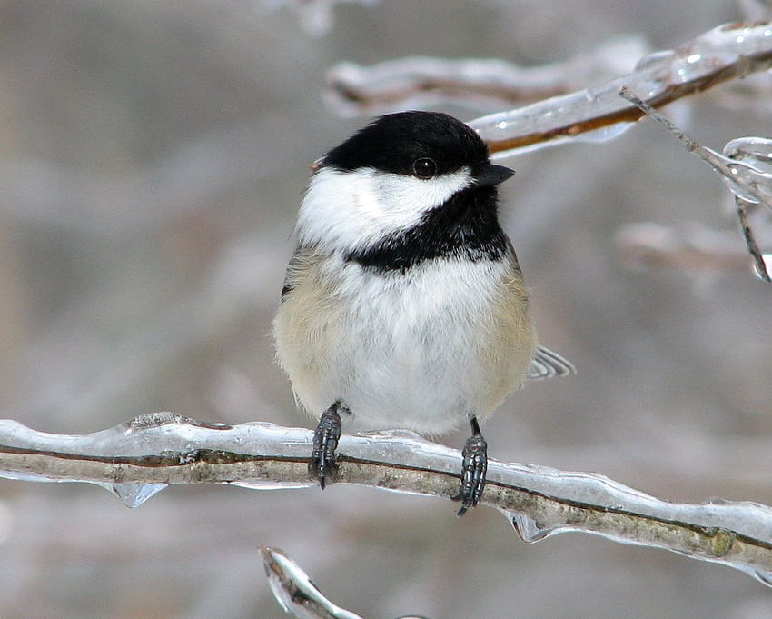 Best 5 Chickadee on Hip, chickadees HD wallpaper | Pxfuel