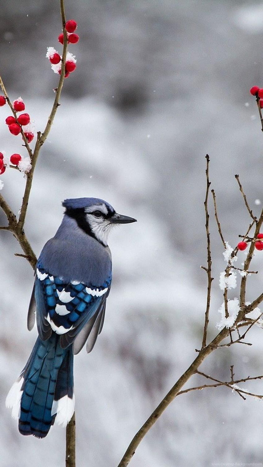 Pájaros: Arrendajo azul Nieve Ramas Bayas de invierno Pájaro Para fondo de pantalla del teléfono