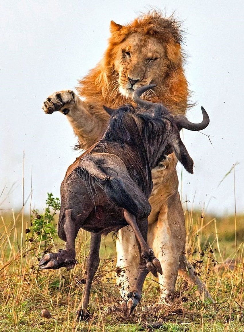 Dramatic Of Lion Hunt A Wildebeest, lion hunting HD phone wallpaper