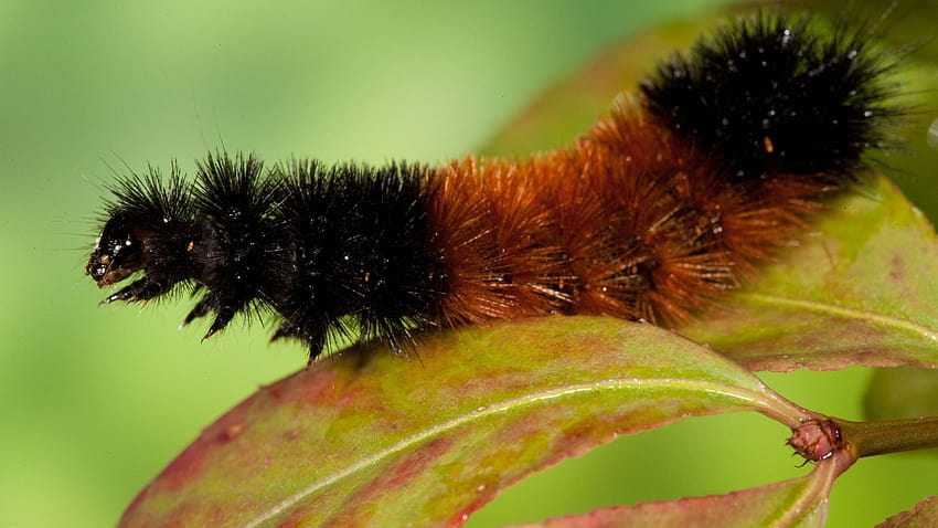Woolly bear: A look at weather folklore, other facts, woolly bear caterpillar HD wallpaper