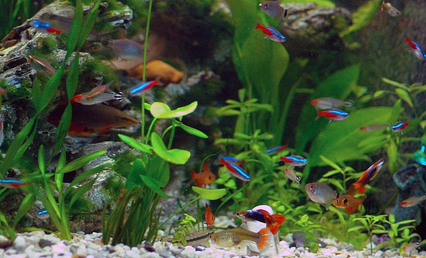 Факти за рибките Neon Tetra, Грижи, Болести, Развъждане, Приятели в аквариума HD тапет