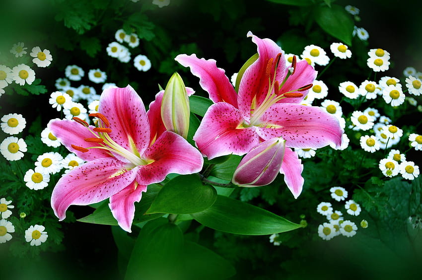 Wiosenne różowe lilie wielkanocne [2048x1360], różowe i białe lilie Tapeta HD
