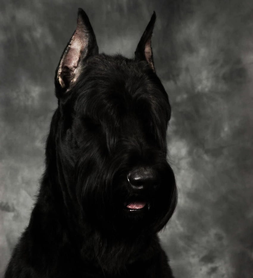 giant schnauzer HD phone wallpaper