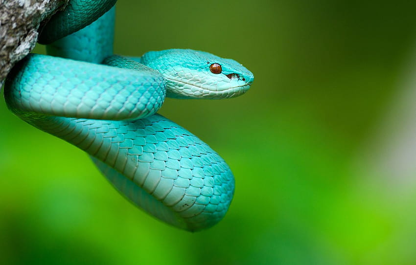 Nature, Snake, Costa Rica, blue pit viper HD wallpaper