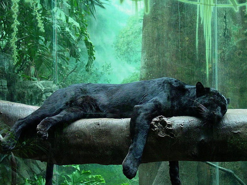 Black Panther shared by ♥DistortingVenus♥, black panther aesthetic