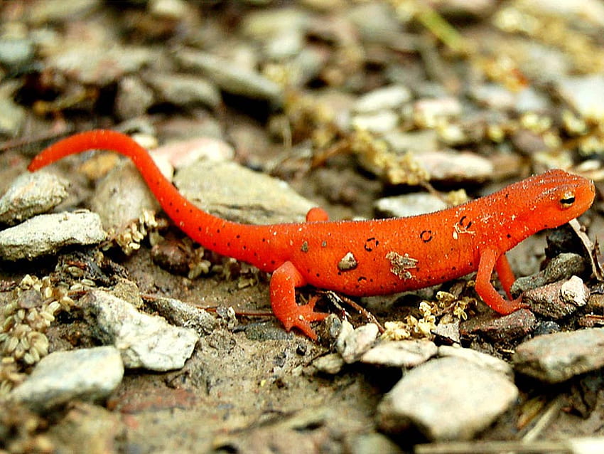 Newts, cute salamander HD wallpaper