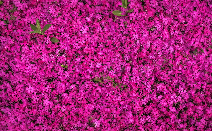 Pink Blooming Flowers · Stock, blooming pink HD wallpaper | Pxfuel