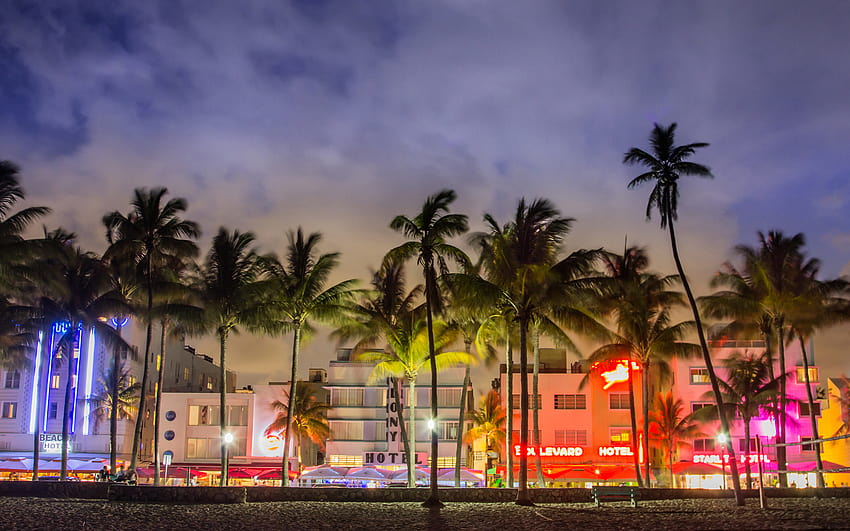 Miami beach night florida, miami florida palm trees and skyline HD wallpaper