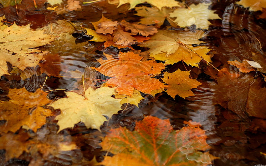 4 Daun Musim Gugur, musim gugur yang membekukan Wallpaper HD