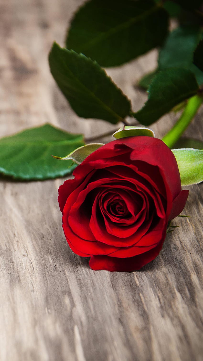 Bunga mawar merah 1080x1920, bunga mawar merah bergerak wallpaper ponsel HD