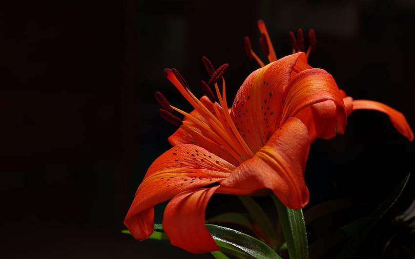 Orange Garden Lily, orange lily HD wallpaper