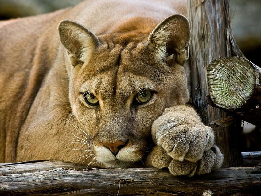 cougar, puma HD wallpaper