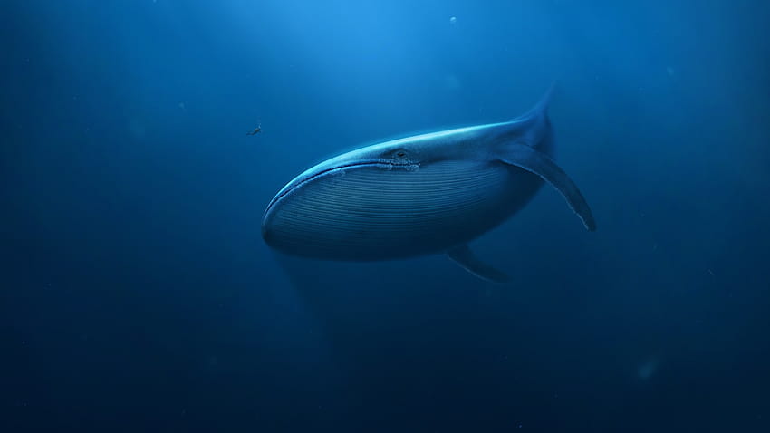 Arte digital, Subaquático, Azul, Baleia, Mergulhadores, Mamíferos / e Mobile Backgrounds, arte da baleia azul papel de parede HD