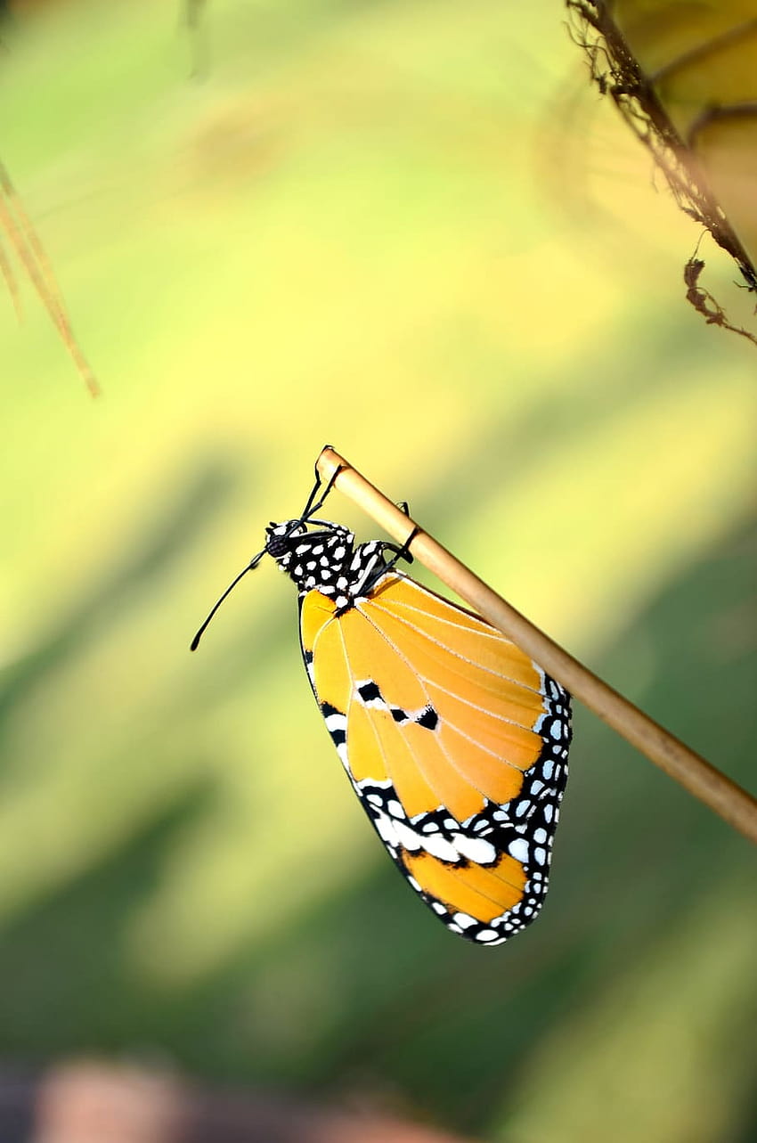 : Blauer Tiger, Tiger-Schmetterling, Schmetterling, Schmetterling, gewöhnlicher Tiger-Schmetterling HD-Handy-Hintergrundbild