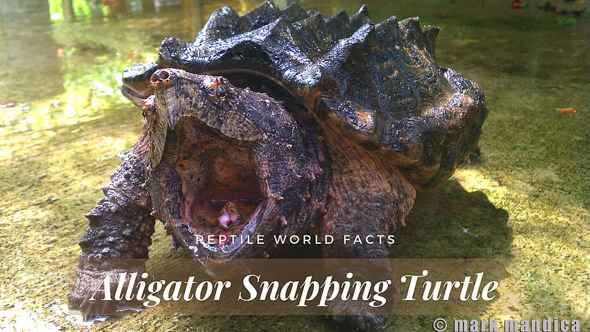Top 10 Alligator Snapping Turtle Facts HD wallpaper