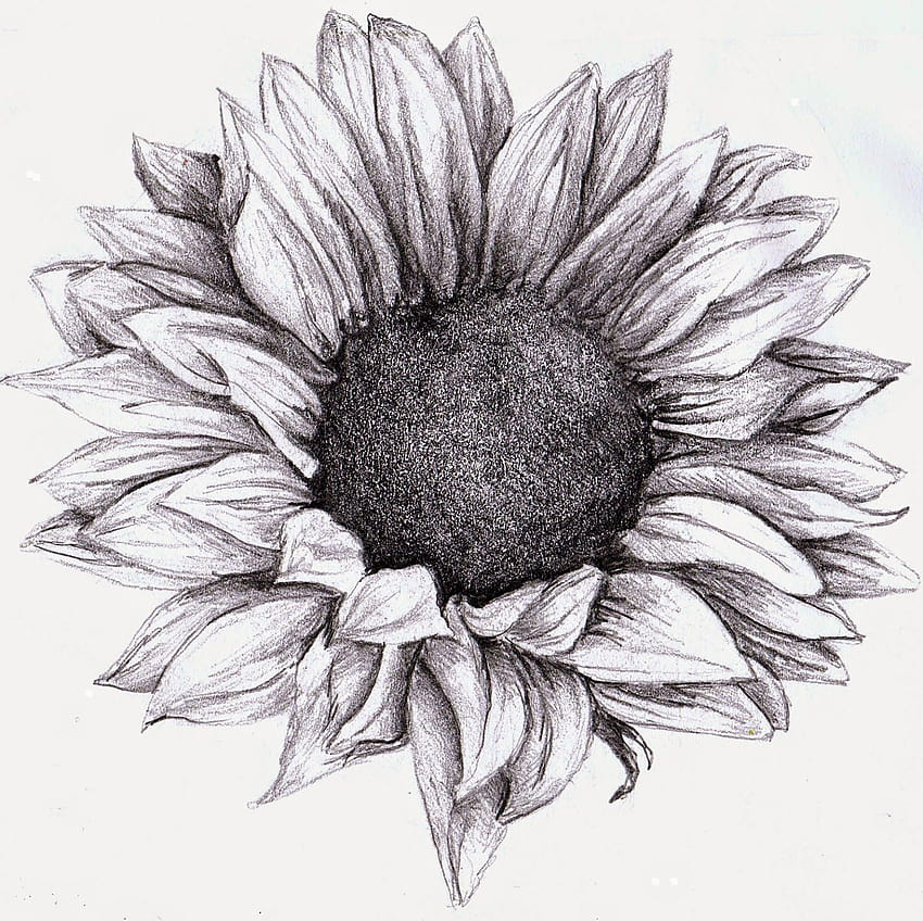Sunflower Floral Colored Pencil Drawing Art Print - Etsy