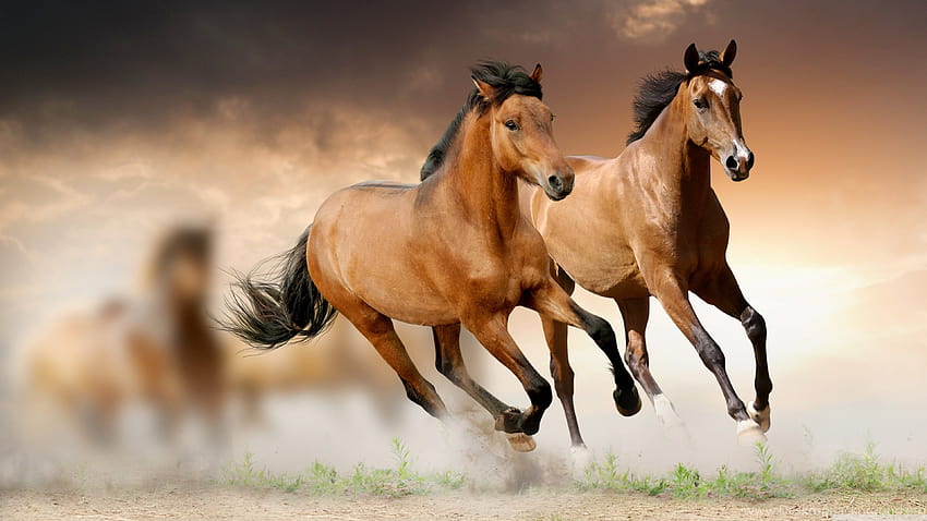 Horses Running : High Definition : Fullscreen ... Backgrounds, couple full screen HD wallpaper