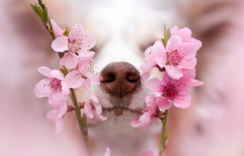 face, flowers, branches, dog, blur, spring, nose, white, pink, light background, the smell, flowering, aroma, bokeh , section собаки, i smell spring HD wallpaper