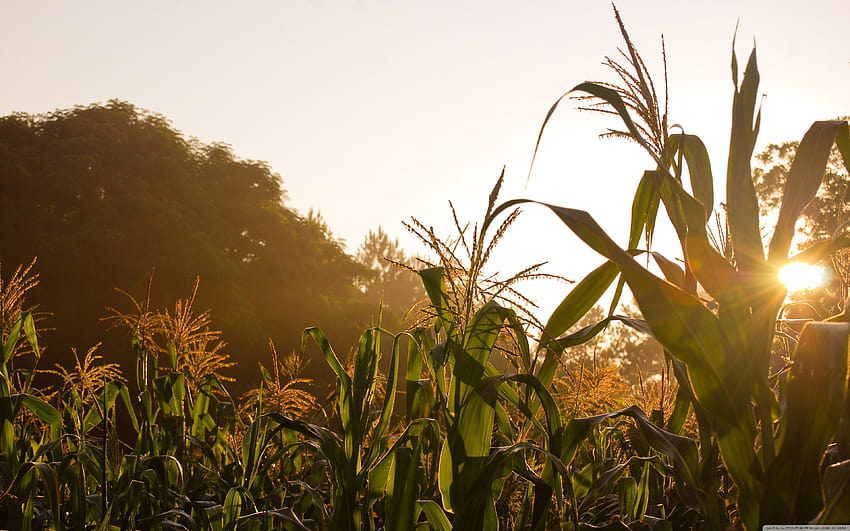 3 Beautiful Cornfield High Definition, corn field HD wallpaper
