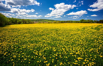 wall26 - Field of Blooming Sunflowers on a Background Sunset - Removable  Wall Mural