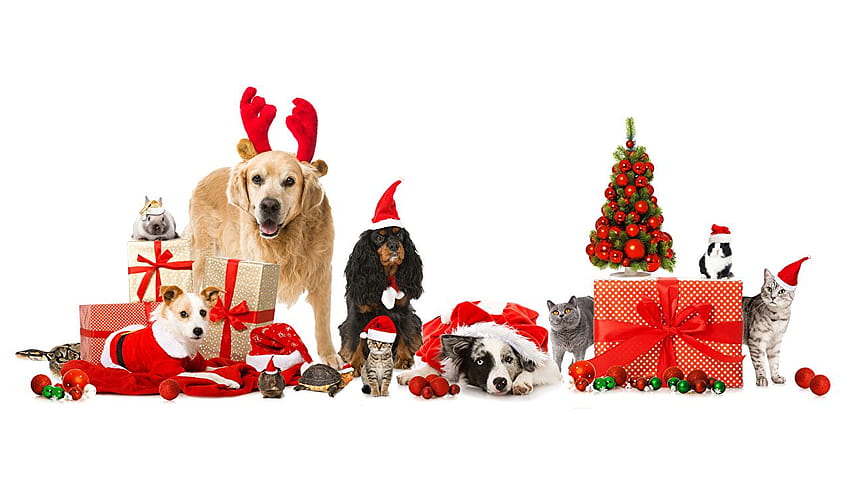 보더 콜리 고양이 개 새해 겨울 모자 선물, 새해 동물 HD 월페이퍼