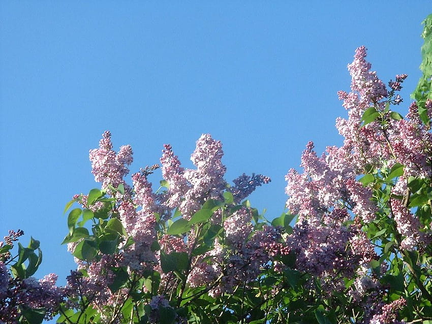 The Lovely Aroma Of Spring...., śliczne bzy Tapeta HD