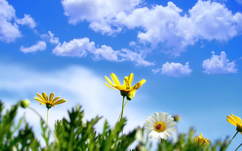 Clouds Sky Flowers Spring Slides Backgrounds for Powerpoint Templates, slideshow bunga musim semi Wallpaper HD
