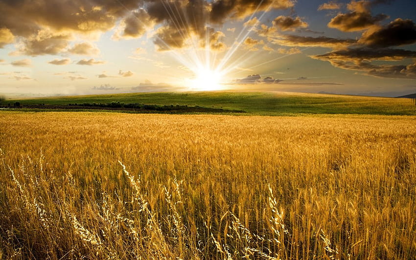 Житно поле под лятното слънце 1280x800, слънчеви пшенични полета HD тапет