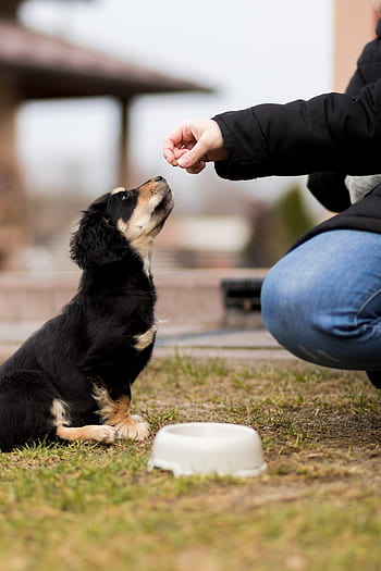 Can Dogs Eat Potatoes? Read Before You Feed