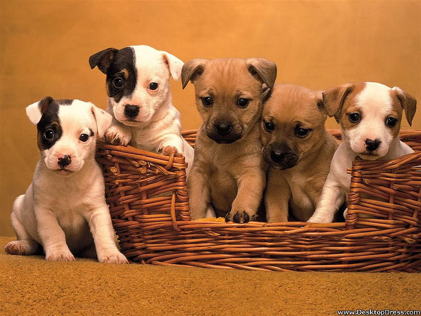 » Fonds d'animaux » Pound Puppies, Terrier Mix » www.dress Fond d'écran HD