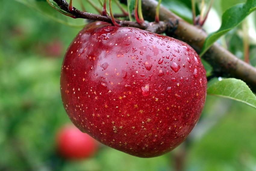 Red ripe Apple on a tree in the garden, apple garden HD wallpaper