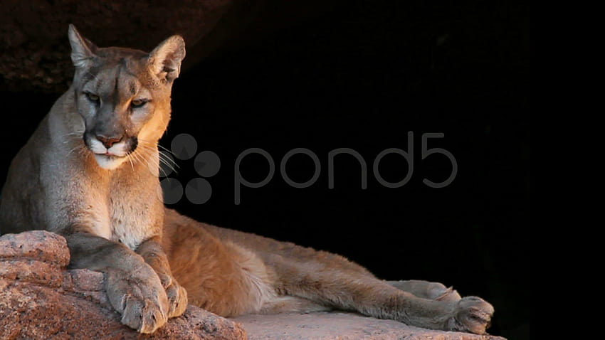 Stock Video: Mountain Lion Black Backgrounds ~, lion in black background HD wallpaper