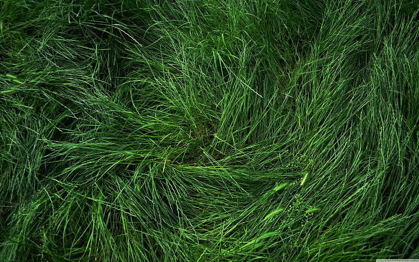 Flattened Grass ❤ for Ultra TV • Dual HD wallpaper