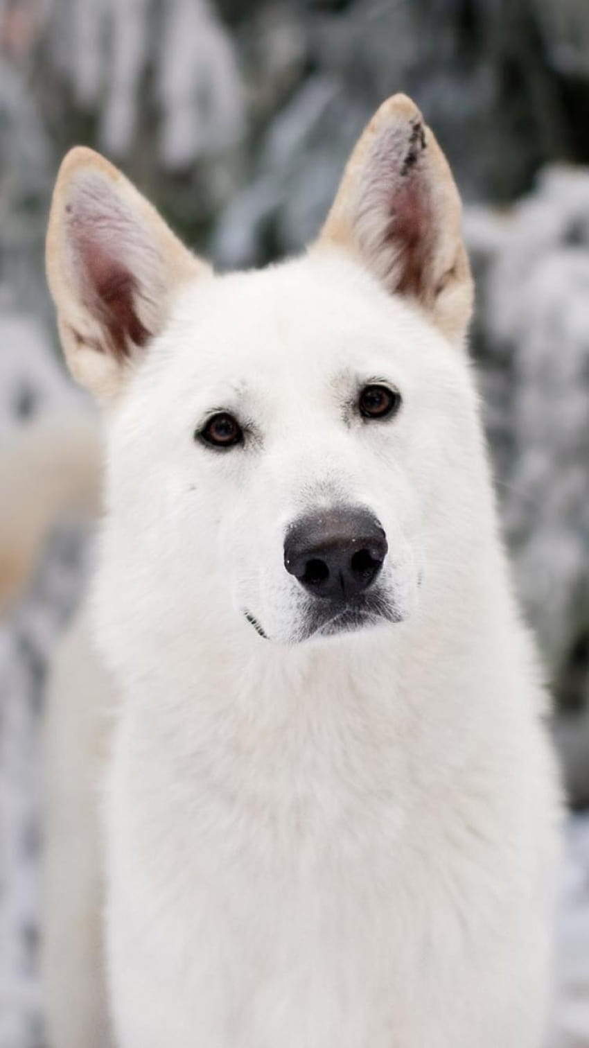 Winter white animals dogs game of thrones direwolf, dire wolf HD phone ...