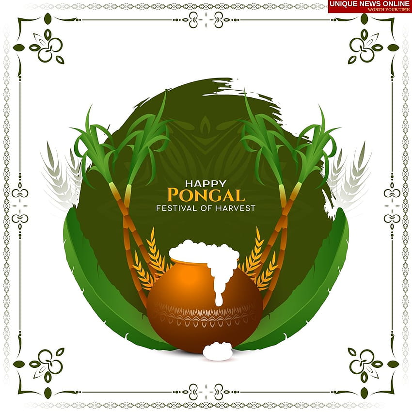 Pongal 2022 Wishes, Quotes, , Messages, Sayings, Greetings to share HD phone wallpaper