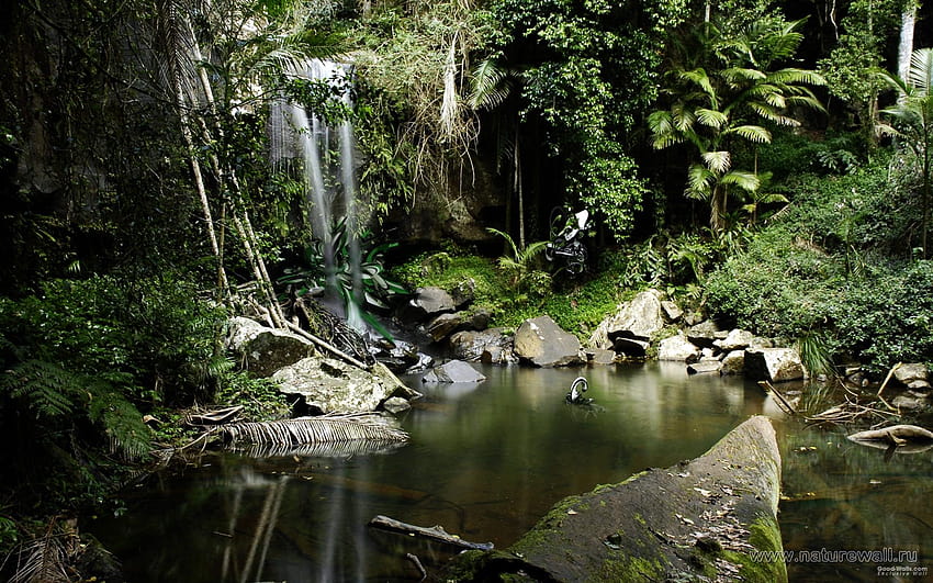 Southeast Asian Rainforest, rainforest path ultra HD wallpaper | Pxfuel