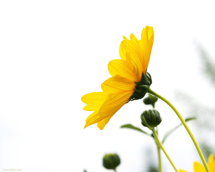 Yellow Flower on White Backgrounds, flower white background HD wallpaper |  Pxfuel