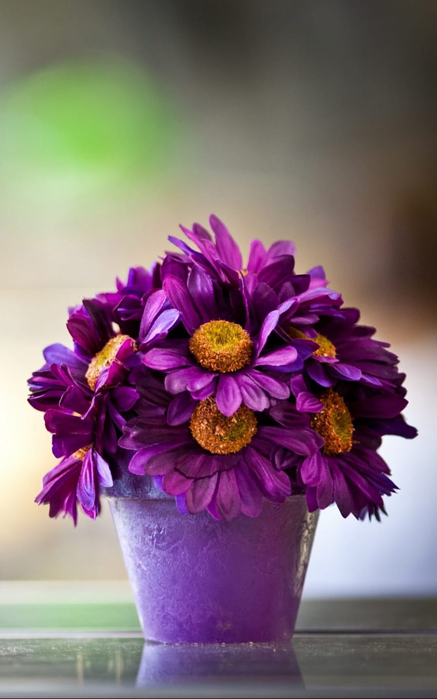 Flower Pot Purple Petals, flowerpot HD phone wallpaper