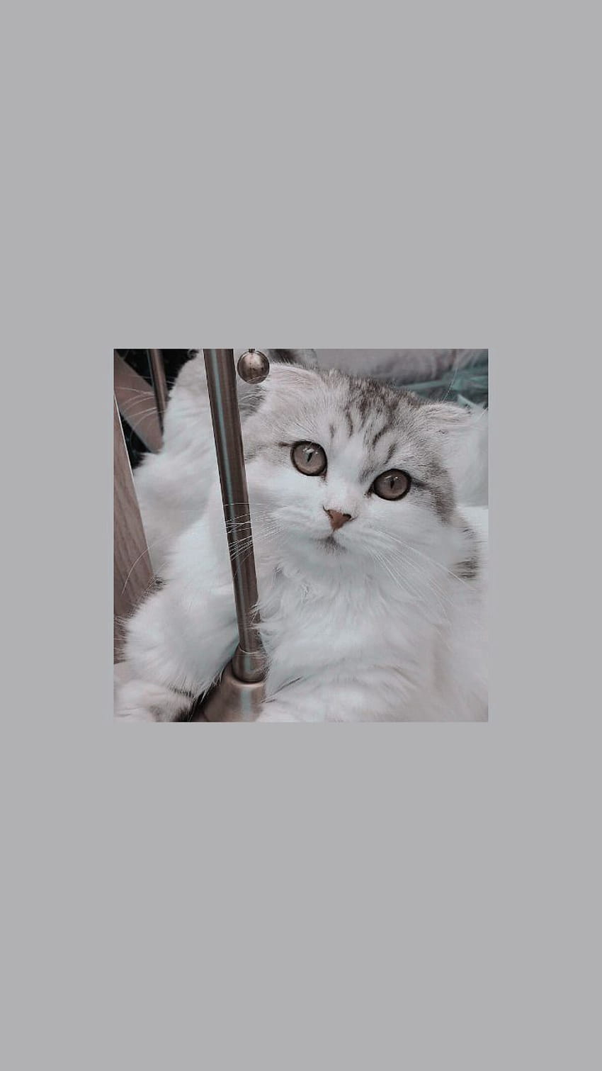 Cats tumblr HD phone wallpaper | Pxfuel