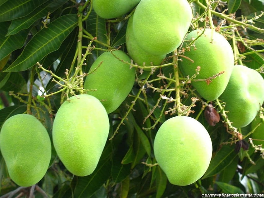 Grüner Mangobaum-Hintergründe HD-Hintergrundbild